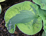 Hosta schoolmouse