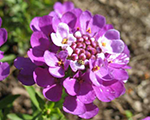 Iberis sempervirens absolutelyamethyst