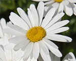 Leucanthemum superbum madonna