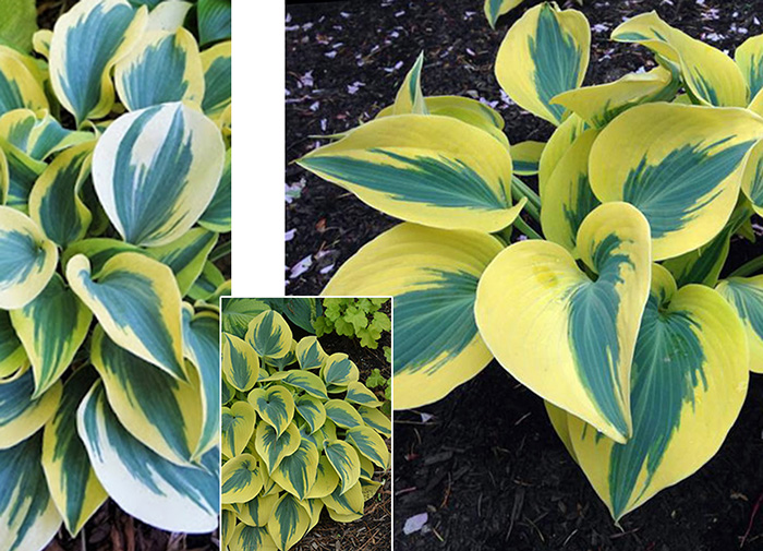 Многолетники - Hosta 'Autumn Frost' / Stādu audzētava "Baižas"