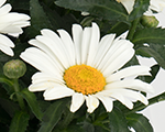 Leucanthemum sweetdaisychristine