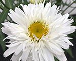 Leucanthemum sweetdaisyrebecca