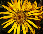 Ligularia dentata twilight