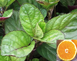 Mentha piperita citrata orangefresh