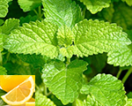 Mentha piperita citrata lemonfresh