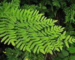 Osmunda regalis purpurascens