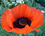 Papaver orientale brillant