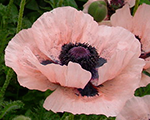 Papaver orientale princessvictorialouise