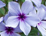 Phlox divaricata chattahoochee