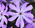 Phlox hybrida bedazzledlavender