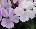 Phlox hybrida woodlanderlilac