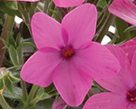 Phlox hybrida woodlanderpink