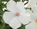 Phlox hybrida woodlanderwhite