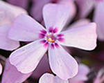 Phlox sub springdarkpinkeye