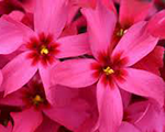 Phlox sub springscarlet