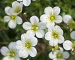 Saxifraga arendsii pixiewhite