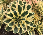 Sedum atlantis