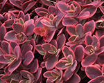 Sedum wildfire