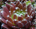 Sempervivum cassiopea