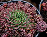 Sempervivum sobolifera seastone