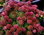 Sempervivum sobolifera starlight
