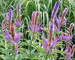 Veronicastrum virginicum fascination