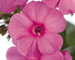 Phlox pan earlydarkpink