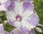 Phlox pan flamelilacstar