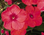 Phlox pan flamewatermelon
