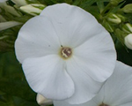 Phlox pan pinacolada