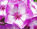 Phlox pan sweetsummerfantasy