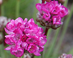 Armeria maritima abbeydeeprose