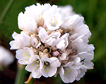 Armeria maritima abbeywhite