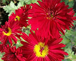 Chrysanthemum duchessofedinburgh