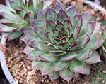 Sempervivum ambro