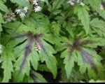 Tiarella tigerstripe