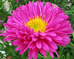 Aster dumosus granat