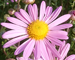 Chrysanthemum claracurtis