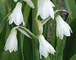 Galtonia candicans