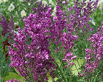 Salvia nemorosa schwellenburg