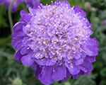 Scabiosa columbaria mariposablue