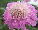 Scabiosa columbaria pinkmist