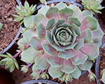Sempervivum bigsampinkpomelo