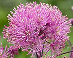 Thalictrum aquilegiifolium mylittlefavourite