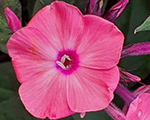 Phlox pan sweetsummerorangerose