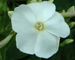 Phlox pan sweetsummersnow