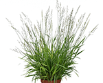 Calamagrostis x acutiflora chejudo