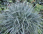Carex panicea pamira
