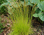 Deschampsia flexuosa tatragold