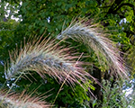 Elymus canadensis iceblue